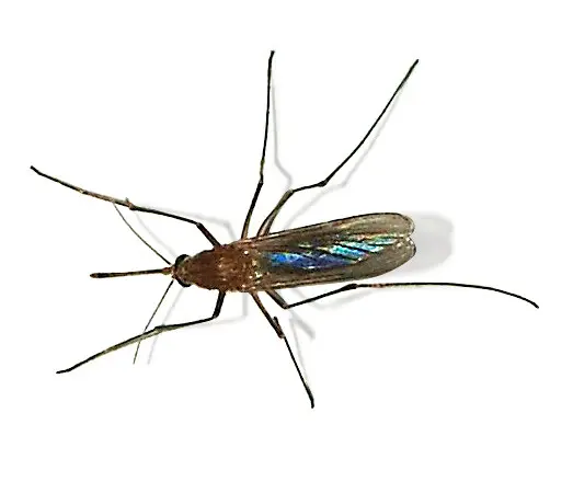 资料图：普通库蚊（Culex pipiens）特写，西尼罗河热属蚊媒传染病；本图与文中病例无直接关联（图：Alvesgaspar / CC BY-SA 3.0，摄于2007年9月）