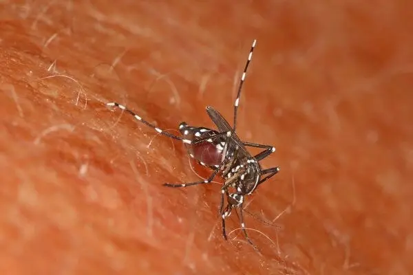 资料图：亚洲虎蚊（Aedes albopictus，图：Judy Gallagher / CC BY 2.0，2022 年 6 月 4 日摄于美国马里兰州），非本次普拉托灭蚊现场。