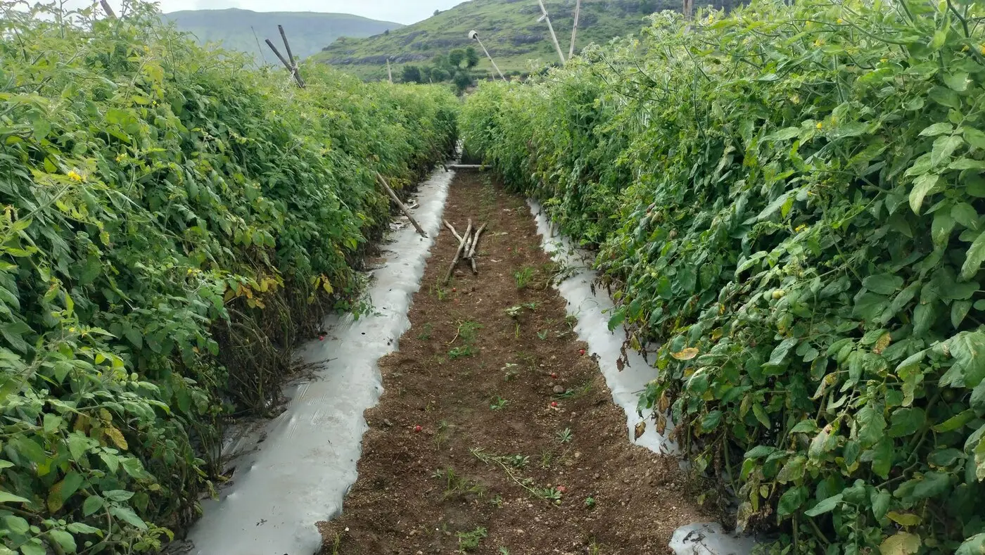 示意图：田间成排的番茄植株（图：Ramdas Aswale / Pexels 图库照片，资料图，与本案无关）