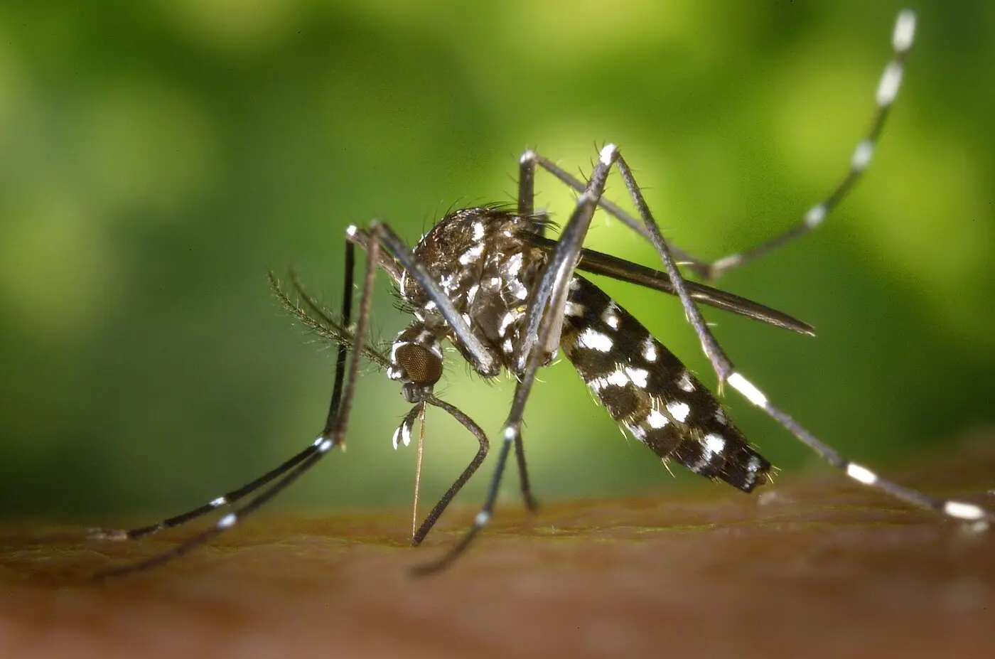 资料图:白纹伊蚊(zanzara tigre),登革热在意大利的主要传播媒介(图库照片,摄影:Pixabay / Pexels,非普拉托拍摄)