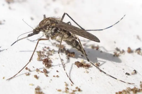 资料图:库蚊(Culex pipiens),西尼罗河病毒的主要传播媒介(图:Mick E. Talbot / CC BY 2.0,资料图)