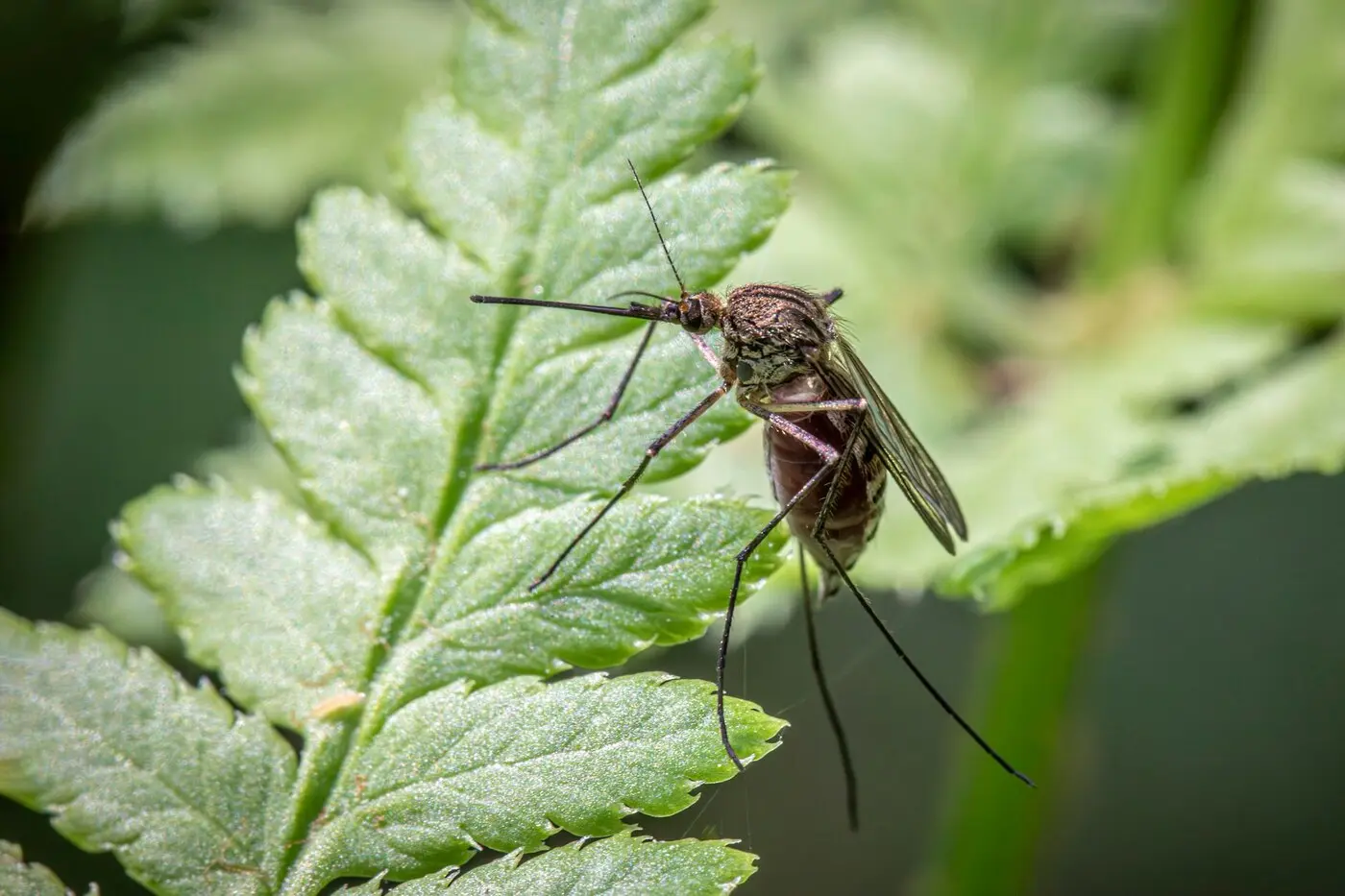 佛罗伦萨近郊菲耶索莱发现登革热(Dengue)关联病例:市长