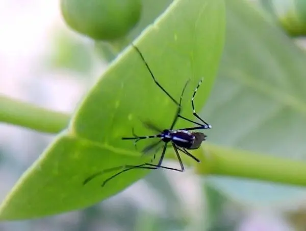 资料图:白纹伊蚊(虎蚊,Aedes albopictus)(图:amantedar / Flickr,CC BY 2.0,非本次病例所在地拍摄)