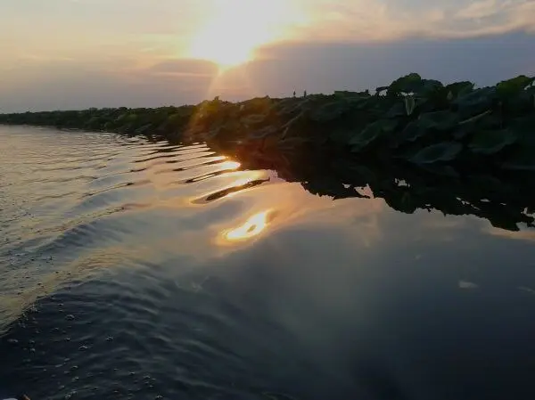 资料图:曼托瓦上湖(Lago Superiore)的莲叶与夕阳(图:Sere TriBe82 / Flickr,CC BY-SA 2.0,2013 年 7 月摄,资料图)